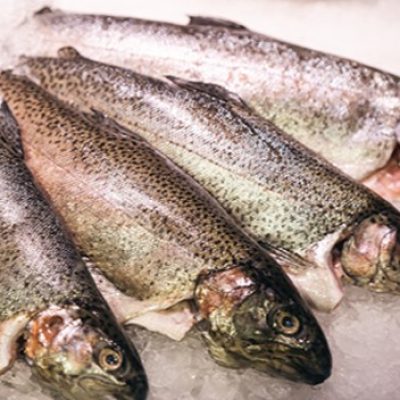 salmon