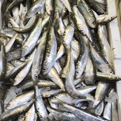 sardine
