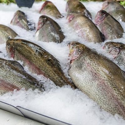 sea bass