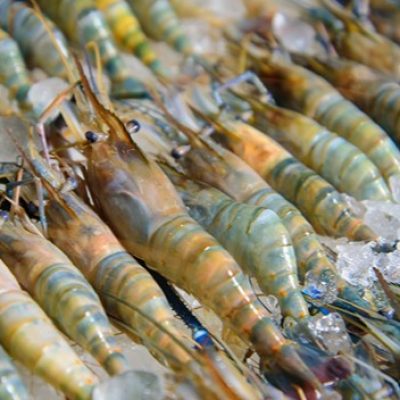 shrimp